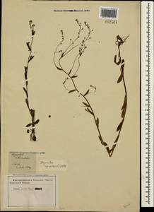 Myosotis arvensis (L.) Hill, Crimea (KRYM) (Russia)