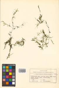 Najas flexilis (Willd.) Rostk. & W.L.E.Schmidt, Siberia, Russian Far East (S6) (Russia)