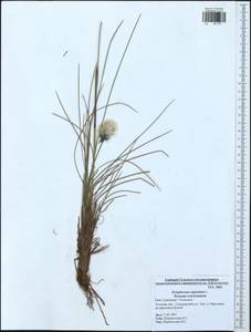 Eriophorum vaginatum L., Eastern Europe, Central region (E4) (Russia)