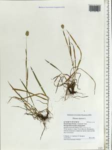 Phleum alpinum L., Eastern Europe, Northern region (E1) (Russia)