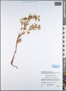 Euphorbia borealis Baikov, Siberia, Yakutia (S5) (Russia)