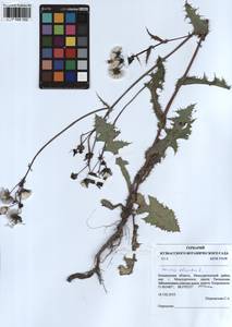 Sonchus oleraceus L., Siberia, Altai & Sayany Mountains (S2) (Russia)