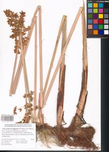 Schoenoplectus lacustris subsp. hippolyti (V.I.Krecz.) Kukkonen, Eastern Europe, Lower Volga region (E9) (Russia)