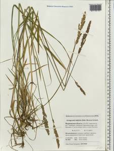 Arctagrostis latifolia (R.Br.) Griseb., Eastern Europe, Northern region (E1) (Russia)