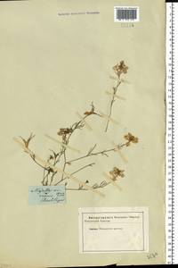 Nigella arvensis L., Eastern Europe, South Ukrainian region (E12) (Ukraine)