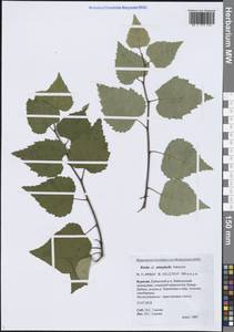 Betula pendula subsp. mandshurica (Regel) Ashburner & McAll., Siberia, Baikal & Transbaikal region (S4) (Russia)