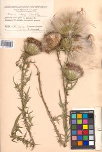 Cirsium vulgare (Savi) Ten., Eastern Europe, Moscow region (E4a) (Russia)