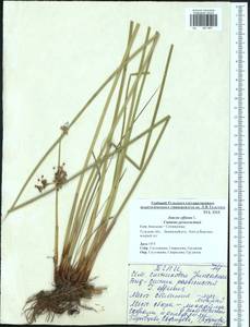 Juncus effusus L., Eastern Europe, Central region (E4) (Russia)