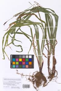 Carex pilosa Scop., Eastern Europe, Moscow region (E4a) (Russia)