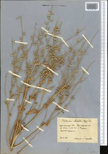 Goldbachia laevigata (M. Bieb.) DC., Middle Asia, Karakum (M6) (Turkmenistan)