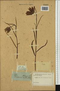 Fritillaria meleagris L., Western Europe (EUR) (Not classified)