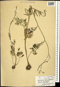 Bunium paucifolium DC., Caucasus, Azerbaijan (K6) (Azerbaijan)