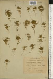 Ceratocarpus arenarius L., Eastern Europe, South Ukrainian region (E12) (Ukraine)