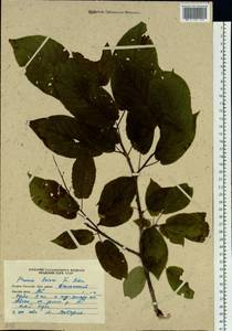 Prunus ssiori F. Schmidt, Siberia, Russian Far East (S6) (Russia)