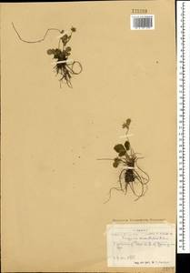 Fragaria orientalis Losinsk., Mongolia (MONG) (Mongolia)