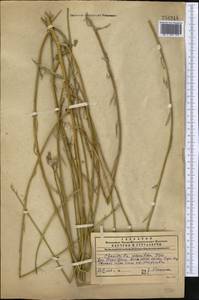 Chondrilla leiosperma Kar. & Kir., Middle Asia, Western Tian Shan & Karatau (M3) (Kazakhstan)