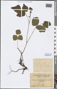 Rubus saxatilis L., Eastern Europe, Moscow region (E4a) (Russia)