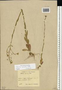 Camelina microcarpa subsp. pilosa (DC.) Jáv., Eastern Europe, Central region (E4) (Russia)