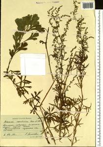 Artemisia mandschurica (Kom.) Kom., Siberia, Russian Far East (S6) (Russia)