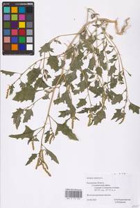 Atriplex tatarica L., Eastern Europe, Central region (E4) (Russia)