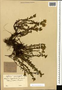 Hypericum orientale L., Caucasus, Krasnodar Krai & Adygea (K1a) (Russia)
