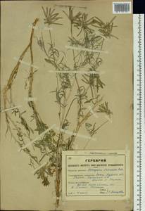 Astragalus arbuscula Pall., Siberia, Western (Kazakhstan) Altai Mountains (S2a) (Kazakhstan)