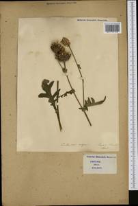 Centaurea nigra L., Western Europe (EUR) (Italy)