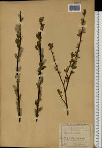 Salix aurita × livida, Eastern Europe, Central region (E4) (Russia)