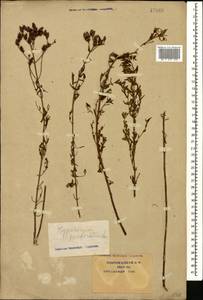 Hypericum perforatum, Caucasus, Krasnodar Krai & Adygea (K1a) (Russia)