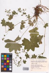 Alchemilla, Eastern Europe, West Ukrainian region (E13) (Ukraine)