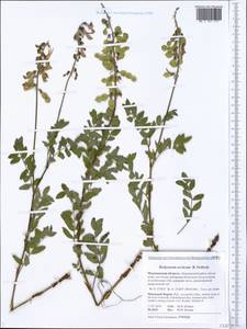 Hedysarum hedysaroides subsp. arcticum (B.Fedtsch.)P.W.Ball, Eastern Europe, Northern region (E1) (Russia)