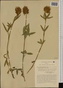 Trifolium pannonicum Jacq., Western Europe (EUR) (Italy)