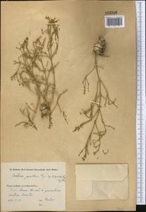 Anabasis jaxartica (Bunge) Benth. ex Iljin, Middle Asia, Western Tian Shan & Karatau (M3) (Kazakhstan)