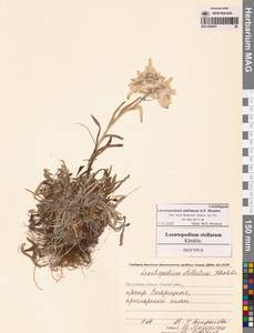 Leontopodium stellatum A.P.Khokhr., Siberia, Chukotka & Kamchatka (S7) (Russia)