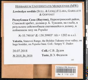 Lewinskya sordida (Sull. & Lesq.) F. Lara, Garilleti & Goffinet, Bryophytes, Bryophytes - Yakutia (B19) (Russia)