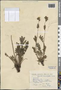 Potentilla tanacetifolia Willd. ex D.F.K.Schltdl., Siberia, Baikal & Transbaikal region (S4) (Russia)