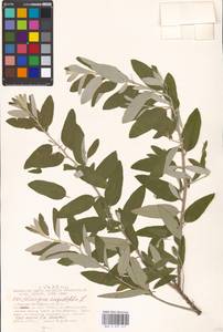 Elaeagnus angustifolia L., Eastern Europe, Moscow region (E4a) (Russia)