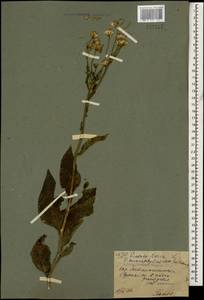 Senecio macrophyllus M. Bieb., Caucasus, Stavropol Krai, Karachay-Cherkessia & Kabardino-Balkaria (K1b) (Russia)