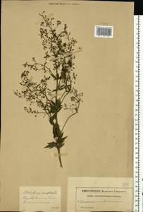 Thalictrum simplex L., Eastern Europe, Central forest-and-steppe region (E6) (Russia)