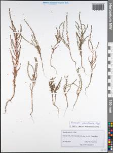 Suaeda prostrata Pall., Siberia, Western Siberia (S1) (Russia)