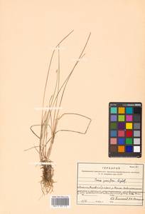 Carex pauciflora Lightf., Siberia, Russian Far East (S6) (Russia)