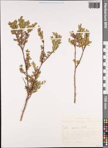 Salix caesia Vill., Siberia, Altai & Sayany Mountains (S2) (Russia)