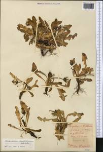 Taraxacum maracandicum Kovalevsk., Middle Asia, Northern & Central Tian Shan (M4) (Kazakhstan)