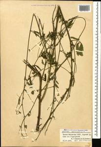 Althaea cannabina L., Caucasus, North Ossetia, Ingushetia & Chechnya (K1c) (Russia)