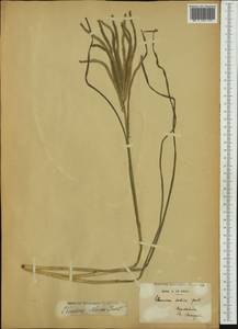 Eleusine indica (L.) Gaertn., Australia & Oceania (AUSTR) (French Polynesia)