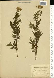 Tanacetum vulgare L., Eastern Europe, Central region (E4) (Russia)