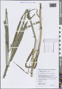 Elymus repens (L.) Gould, Siberia, Baikal & Transbaikal region (S4) (Russia)