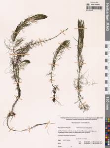 Myriophyllum verticillatum L., Siberia, Yakutia (S5) (Russia)