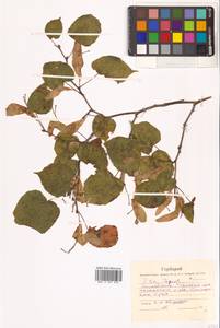 Tilia amurensis Rupr., Siberia, Russian Far East (S6) (Russia)