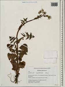 Sonchus oleraceus L., Eastern Europe, Central forest region (E5) (Russia)